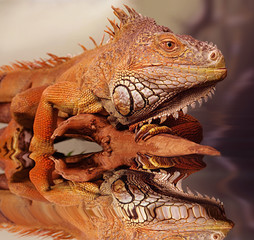 iguana