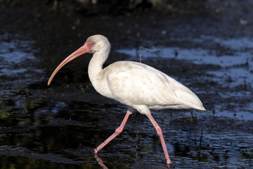 american white ibis, eudocimus albus