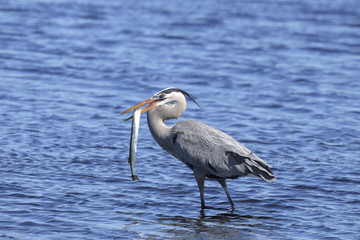 great blue heron, ardea herodias