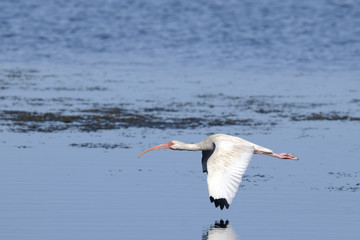 Fototapeta premium american white ibis, eudocimus albus