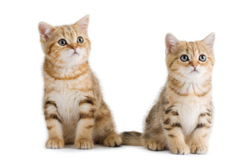 Two British breed kittens is isolated on white background.