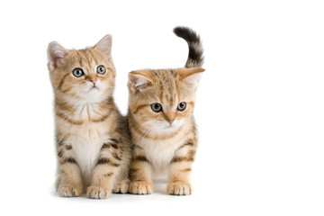 Two British breed kittens isolated on white