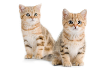 Two British breed kittens isolated on white