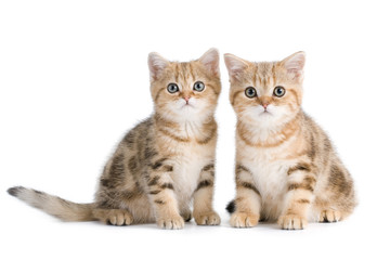 Two British breed kittens is isolated on white background.