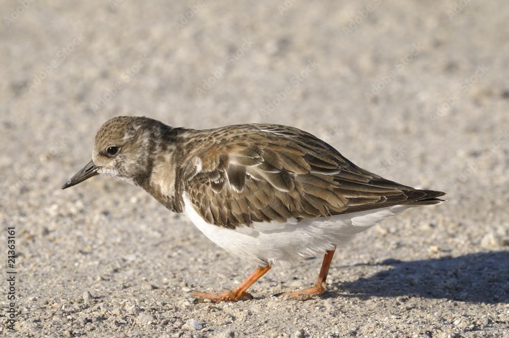 Canvas Prints arenaria interpres, ruddy turnstone