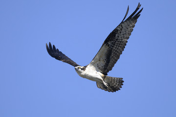 osprey, pandion haliaetus