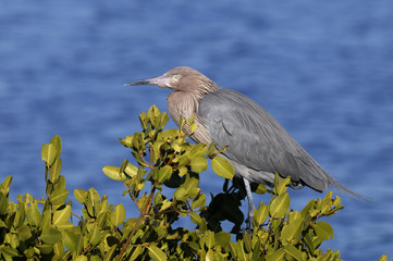 reddish egret,  egretta rufescens