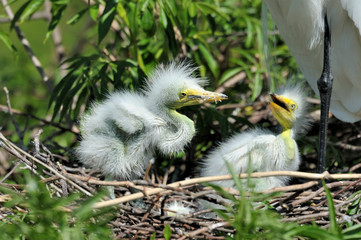 egret in the nest chicks © NICOLAS LARENTO