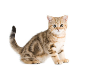 British breed kitten is isolated on white background.