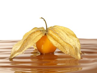 Physalis in Schokolade