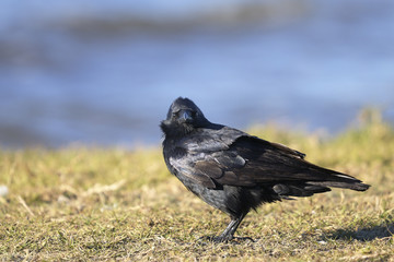 american crow, corvus brachyrhynchos