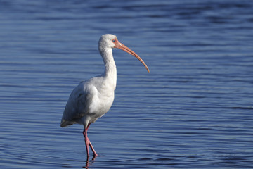 american white ibis, eudocimus albus
