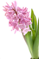 Hyazinthen Hyacinthus orientalis mit Wasser