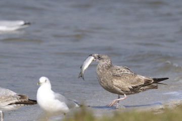 Obraz premium ring-billed gull, larus delawarensis