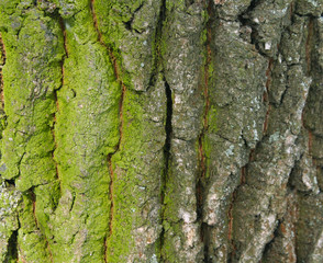 green bark