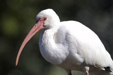 Fototapeta premium american white ibis, eudocimus albus