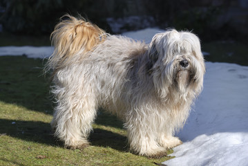 Tibetan Terrier