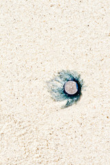 dead jelly fish lies at the fine sandy beach