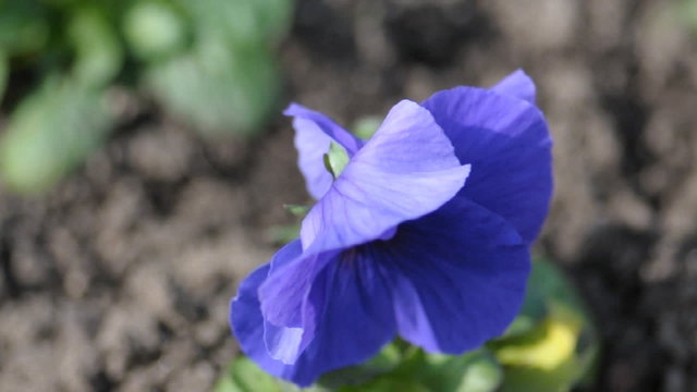 Pansy flower closeup