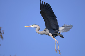 great blue heron, ardea herodias