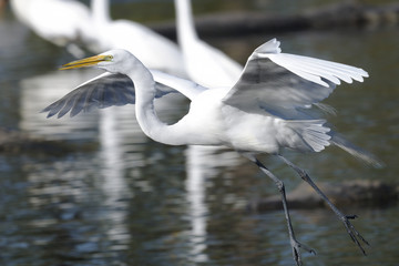 ardea alba, great egret