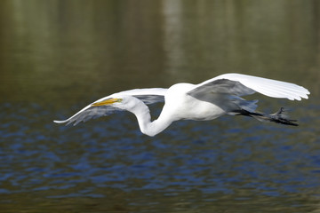ardea alba, great egret
