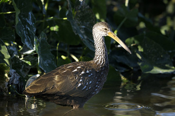 aramus guarauna, limpkin