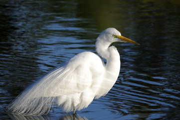 ardea alba, great egret