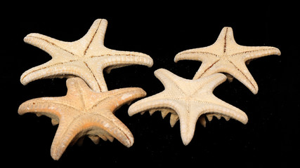 Starfishes dried