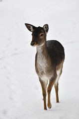 beautiful roe deer in the woods