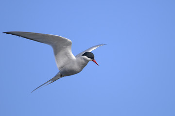arctic tern, sterna paradisaea