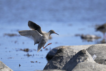 common redshank, tringa totanus
