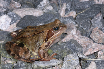 rana temporaria, common frog