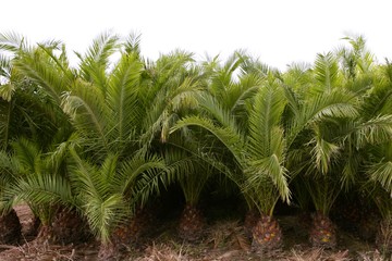 Agriculture of ornamental palm trees rows plantation