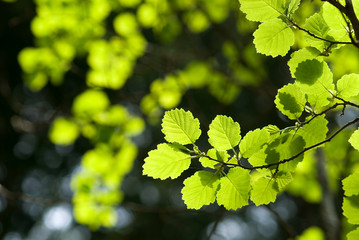 ヤマハンノキの新緑