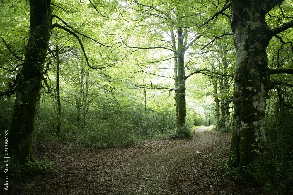 Wall mural beech green magic forest woods