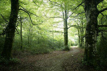 Fototapeta premium Beech green magic forest woods