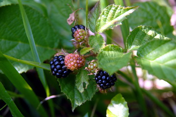 Blackberries on the leaf