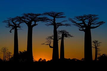 Fototapete Rund Sonnenuntergang und Affenbrotbäume © Pierre-Yves Babelon