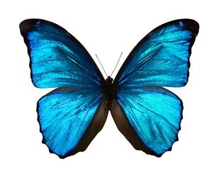 Crédence en verre imprimé Papillon Morpho menelaus