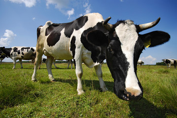 Naklejka na ściany i meble cow on the pasture