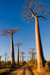Fototapeta na wymiar Baobab drzewa, Madagaskar