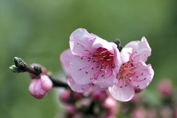 Pink blossom