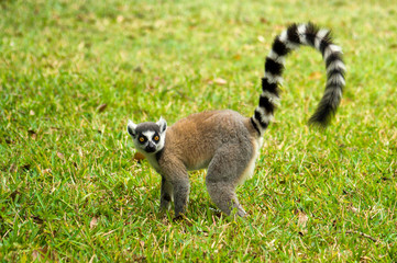 Maki, lemur of Madagascar