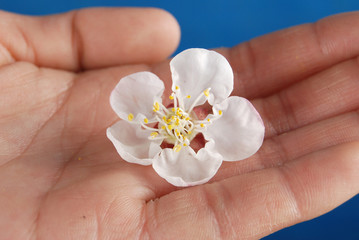 apricot flower