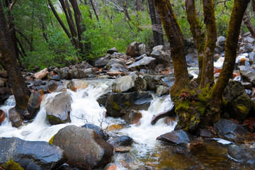 Down stream Yosemite Falls