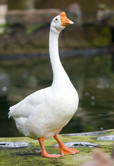 Obraz premium Goose