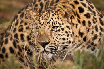 Fototapeta na wymiar Leopard Polowanie