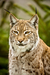 Naklejka na ściany i meble Bobcat Lynx