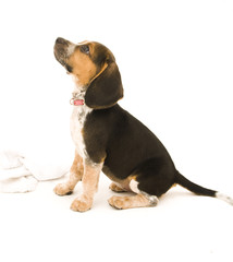 Beagle Sitting with White Sock